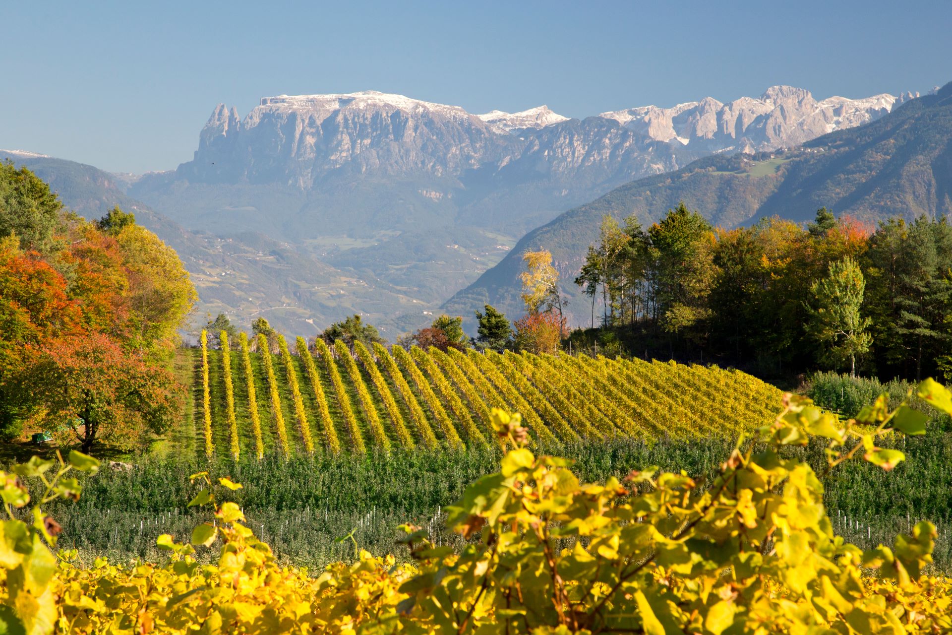 Weinwanderung in Südtirol