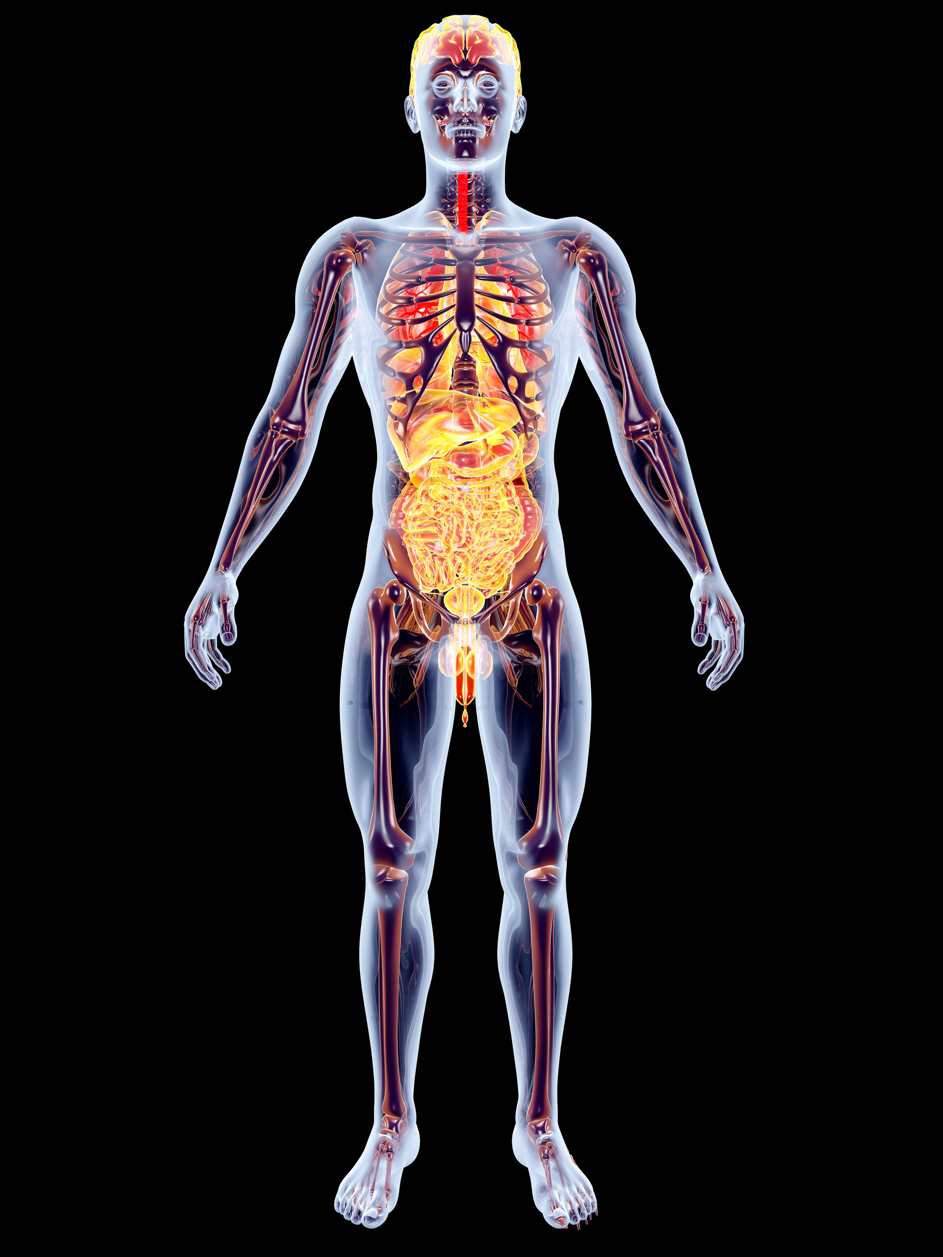 Die inneren Nebennierenorgane. 3D gerenderte anatomische Illustration.