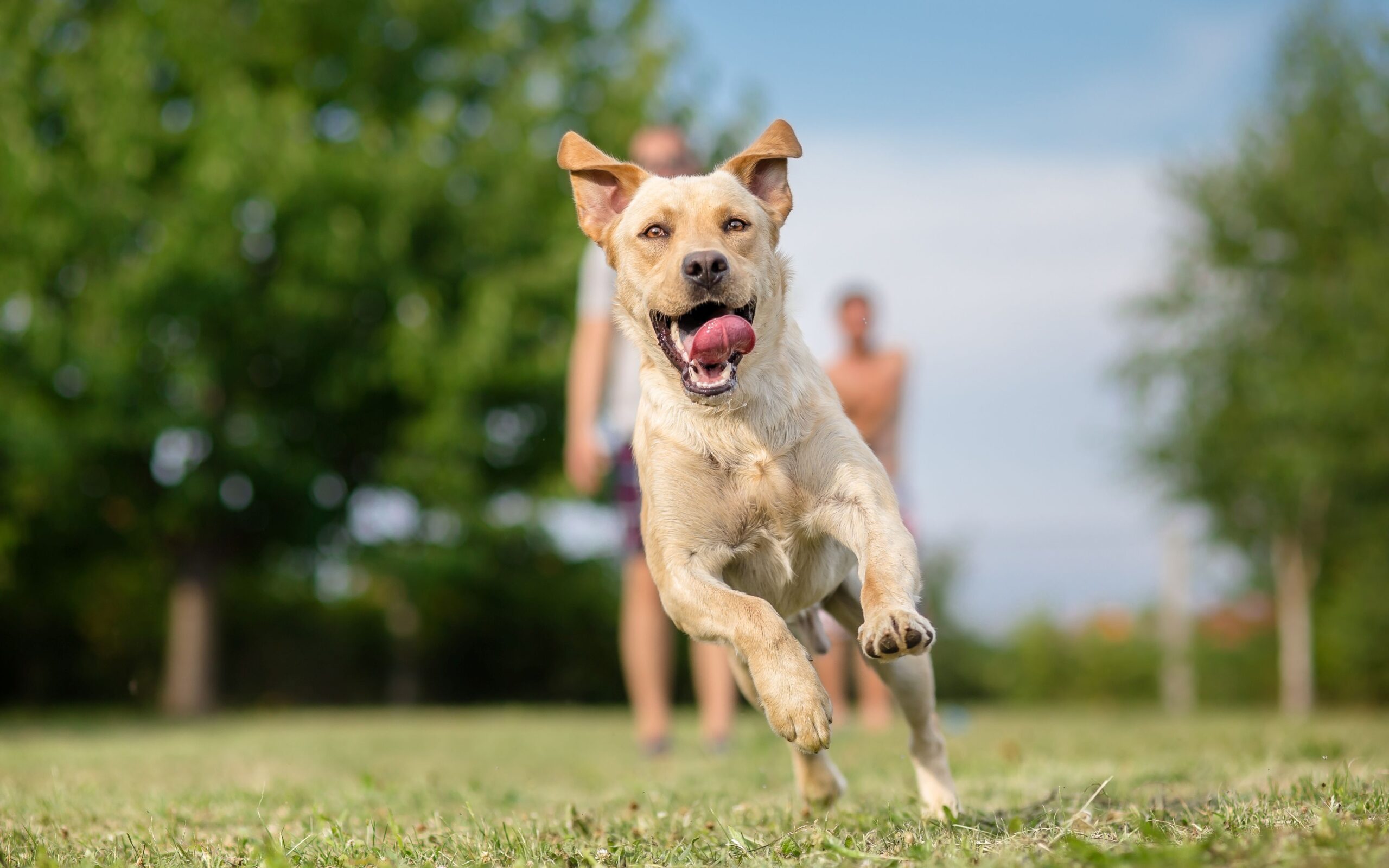 Junger Labrador Retriever Hund im Lauf